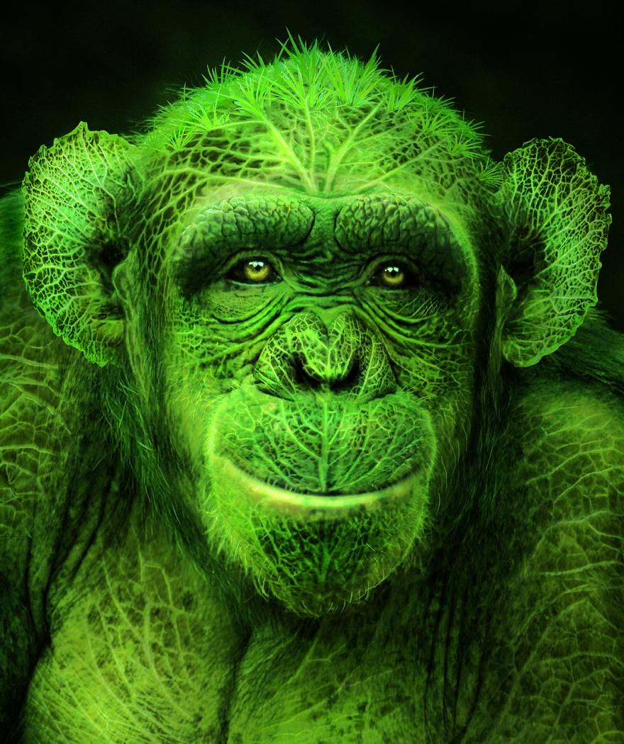 Зеленая Обезьяна (Green Monkey)